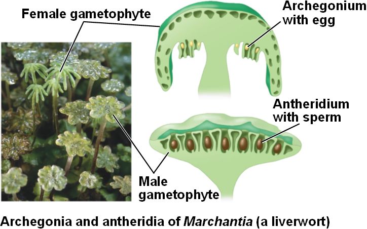 <p><span>Female gametangia (</span><strong><span>archegonia</span></strong><span>) may look like tiny, upright stalks with a bulbous end, while male gametangia (</span><strong><span>antheridia</span></strong><span>) may appear as small, round, or oval structures on the surface of the gametophyte. (picture comparing both is not from textbook, it’s just for context)</span></p>