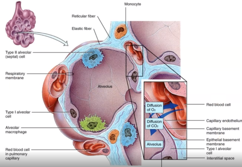 <p>a protective INNER layer of alveoli that prevents alveoli from sticking to themselves</p>