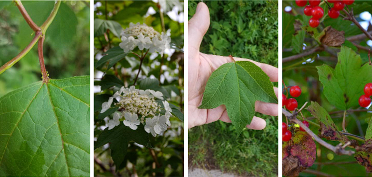 <p>Highbush Cranberry</p>