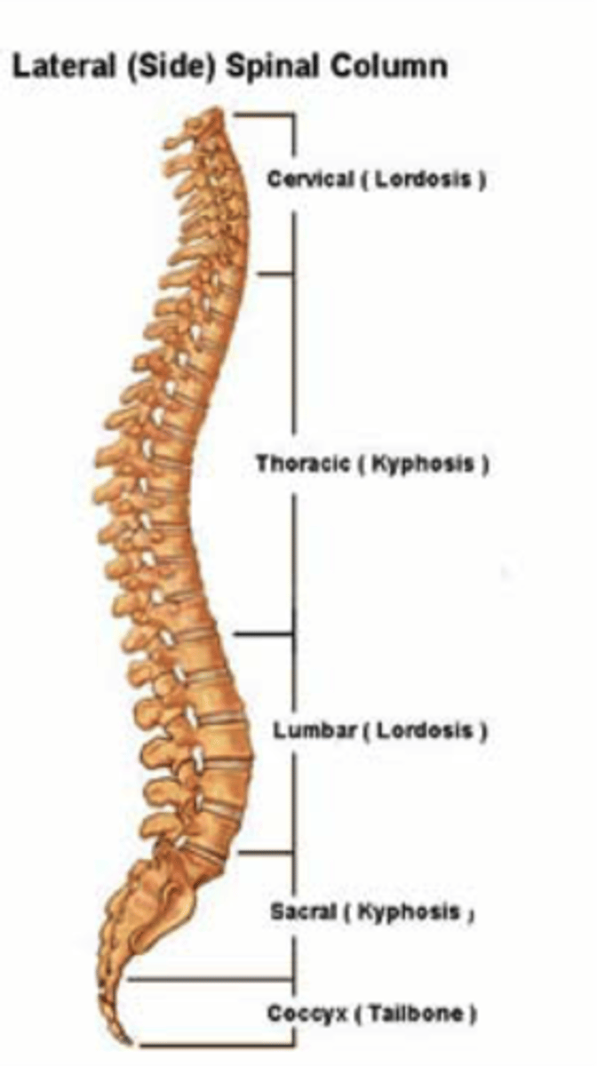 <p>-Vertebrae become larger as move inferiorly to support weight</p><p>-Sacrum articulates with hip bones of pelvis, passes weight to appendicular skeleton specifically the lower legs.</p><p>-Curves increase flexibility; also position center of gravity over axis of body</p>