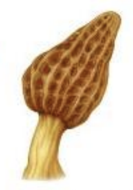 <p>“cup” fungi (&amp; morels) - little sacs “honycomb”</p>