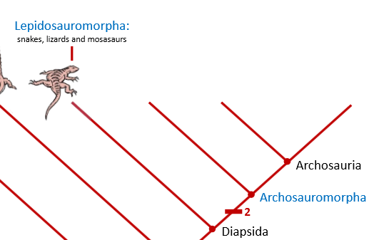 <ul><li><p>Two pairs of openings behind the eyes</p></li><li><p><strong>Upper temporal and lower temporal fenstra</strong></p></li><li><p>I<strong>ncludes dinosaurs </strong>so they're grouped with crocodiles and birds</p></li><li><p>Can be <strong>further split into two clades</strong></p><ul><li><p><strong>Lepidosauropmorphs</strong></p><ul><li><p><strong>Short non-overlapping vertebrae in the neck</strong></p></li></ul></li><li><p><strong>Archosauromorphs</strong></p><ul><li><p><strong>Longer overlapping vertebrae in the neck</strong></p></li><li><p><strong>Provide support for longer necks</strong></p></li></ul></li></ul></li></ul><p></p>