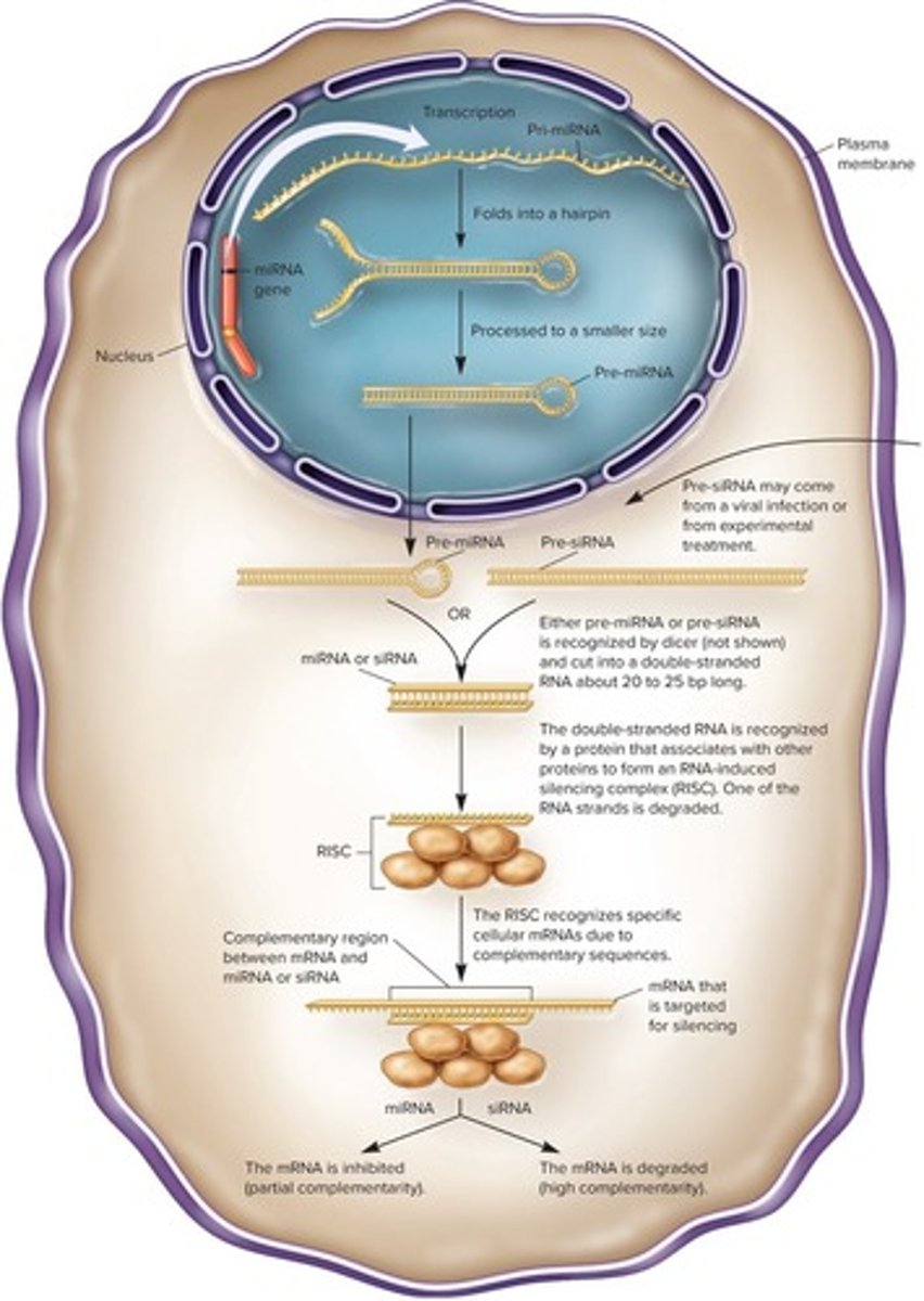 <p>A biological process in which non-coding RNAs inhibit gene expression.</p>