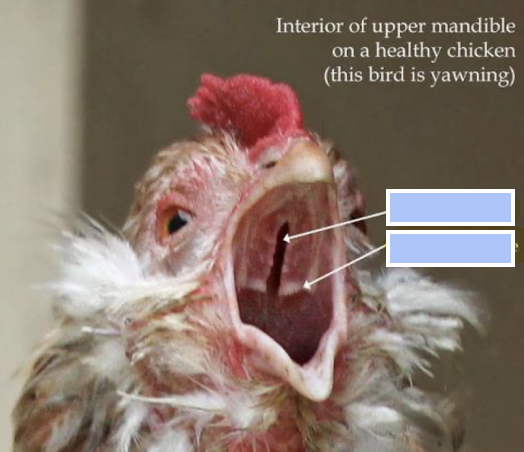 <p>Identify the two structures shown in the picture.</p>