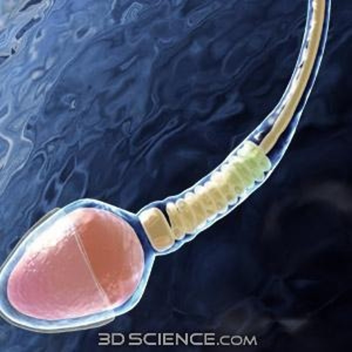 <p>Process of sperm cell development in males.</p>