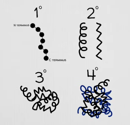 Protein structure levels