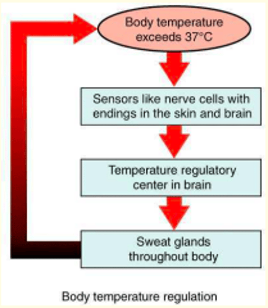 <p>Thermoreceptors-hypothalamus-sweat glands = body temperature regulation</p>