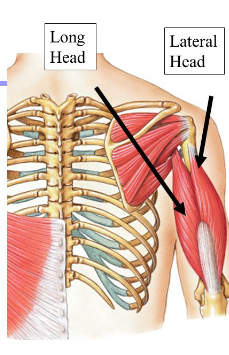 <p>origin: Long head, infra glenoid tubercle; Lateral head, Proximal portion of posterior humerus; Medial head, distal half of posterior humerus</p><p>Insertion: Olecranon process of ulna</p><p>Action: Extends humerus and ulna</p>