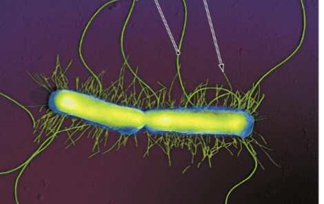 <ul><li><p><strong>Fimbriae</strong>: Bristle like extensions composed of protein</p></li><li><p>Their function is to adhere to surfaces and each other, shorter than flagella</p></li><li><p>Hundreds of Fimbriae per cell</p></li><li><p>Important function in biofilms</p></li></ul><p></p>
