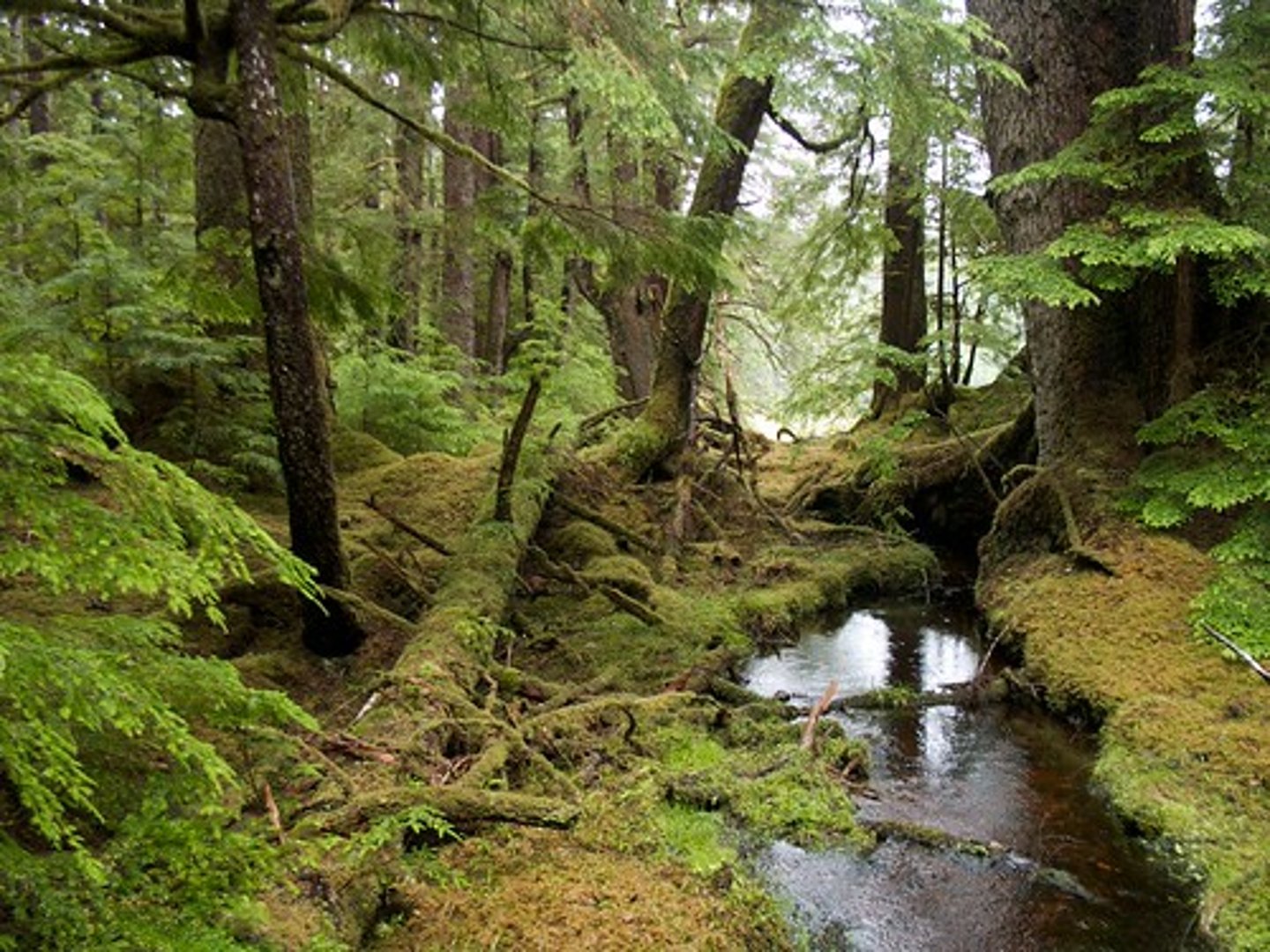 <p>Most rainforests get at least 75 inches of rain with many getting well over 100 inches in areas.</p>