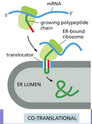 <p class="Paragraph SCXW98521012 BCX0" style="text-align: left"><span>Co-translational translocation = in rER, proteins are imported before they are completely translated&nbsp;</span></p><ul><li><p class="Paragraph SCXW98521012 BCX0" style="text-align: left"><span>Ribosome is attached to ER (via special particles and sequences)&nbsp;</span></p></li><li><p class="Paragraph SCXW98521012 BCX0" style="text-align: left"><span>uses SRP</span></p></li></ul><p></p>