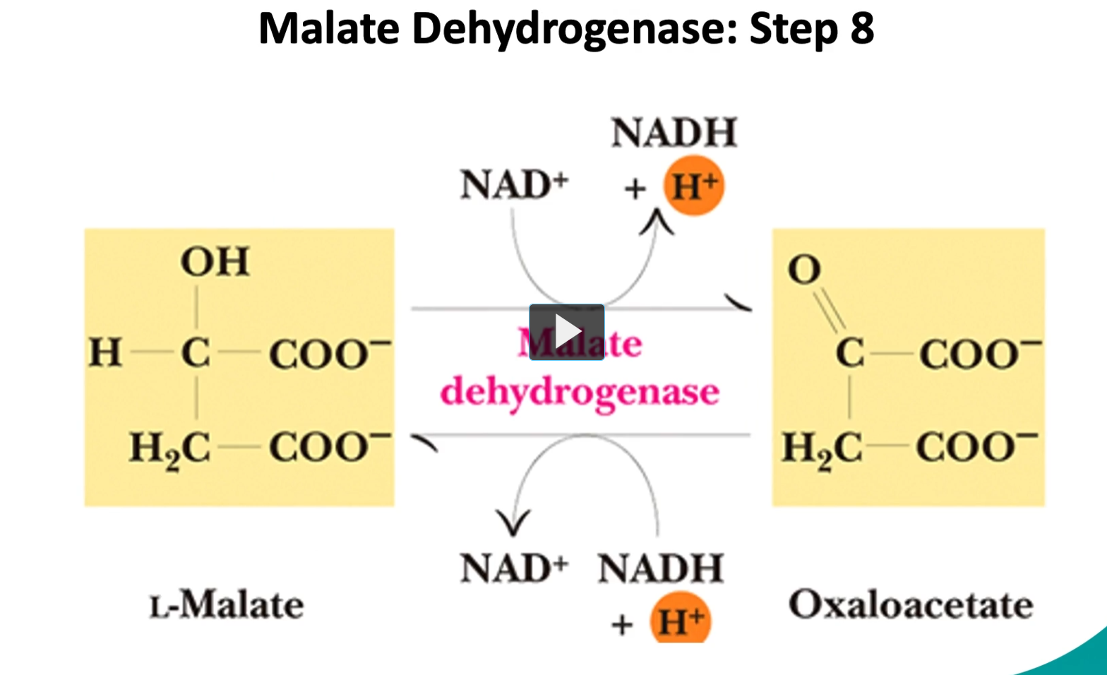 <p>the final step (step 8), is the conversion of the L-malate into oxaloacetate by malate dehydrogenase.</p><p>it is reversible as well.</p><p><u>The Reaction (Step 8) </u></p><p><span>L-malate + NAD+→Oxaloacetate + NADH+H</span></p><p>Enzyme: <strong>Malate dehydrogenase</strong></p><p>Type of reaction: <strong>Oxidation (dehydrogenation)</strong></p><p>This reaction is <strong>reversible</strong>, although under normal conditions it proceeds forward because <strong>oxaloacetate is quickly used in the next step of the cycle</strong>.</p><p><u>Step-by-step:</u></p><ol><li><p><strong>L-malate contains a hydroxyl group (-OH).</strong></p></li><li><p>The enzyme <strong>malate dehydrogenase removes hydrogens</strong>.</p></li><li><p>Those electrons go to <strong>NAD⁺</strong>, forming <strong>NADH + H⁺</strong>.</p></li><li><p>The alcohol group becomes a <strong>carbonyl (C=O)</strong>.</p></li><li><p>The molecule becomes <strong>oxaloacetate</strong>.</p></li></ol><p></p>