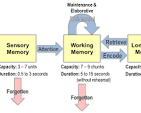 <p>A cognitive framework that explains how individuals perceive, interpret, and respond to information, typically involving stages such as encoding, storage, and retrieval.</p><p><strong>short-term memory (working memory): </strong>temporary storage with limited capacity (around 7 items) that holds information for around 30s unless actively maintained.</p><p></p><p><strong>long-term memory: </strong>stores vast amounts of information over extended periods and consists of different types of memory systems.</p><ul><li><p>types of long-term:</p><ul><li><p><strong>Semantic: </strong>Stores general knowledge and facts. It plays a role in creativity by providing a foundation for making connections between concepts.</p></li><li><p><strong>Procedural:</strong> Responsible for skills and habits. These automatic processes free cognitive resources for creative problem-solving.</p></li><li><p><strong>Motor:</strong> A subset of procedural memory related to physical movements.</p></li><li><p><strong>Episodic: </strong>Stores personal experiences and events. This type of memory can inspire creative storytelling and idea generation.</p></li></ul></li></ul><p></p>