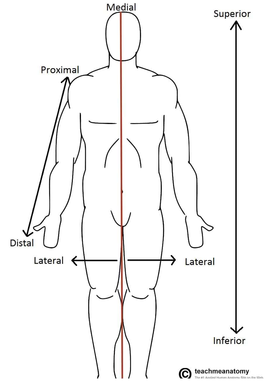 <p>Towards the head; e.g. the chest is superior to the hips</p>