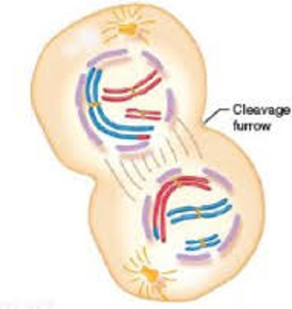 <p>- Nuclear membrane forms around the separated chromosomes</p>