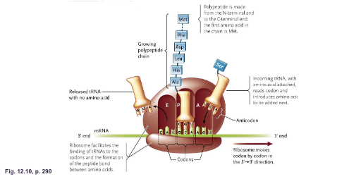 <p>What are the three tRNA binding sites of ribosomes:</p><ul><li><p>A site (aminoacyl) (acceptor)&nbsp;&nbsp;</p></li><li><p>P site (peptidyl)&nbsp;&nbsp;</p></li><li><p>E site (exit)&nbsp;&nbsp;</p></li></ul><p></p>
