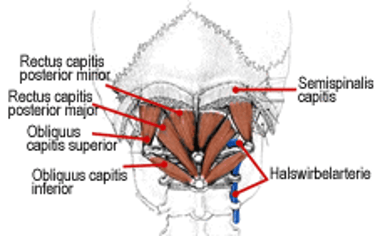 <p>rocks head backwards</p>