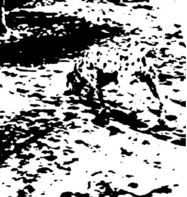 <p>What is this picture? (What is this Sensation)?</p><p>What do you see (Perceive)?</p>