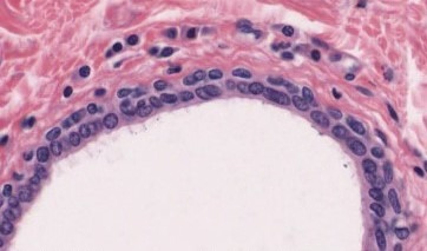<p>found in the lining of larger ducts</p>