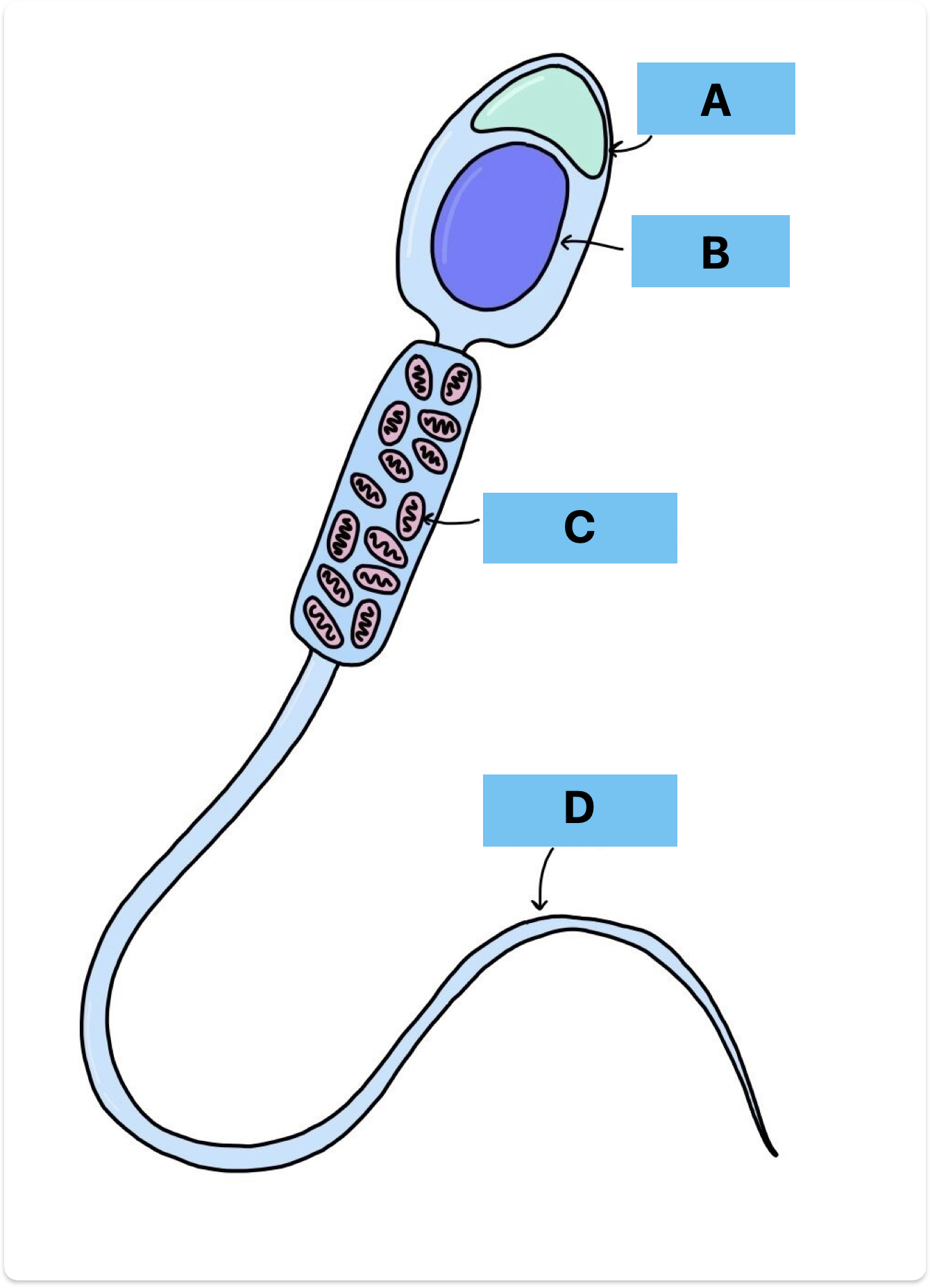 <p>Label A-D</p>
