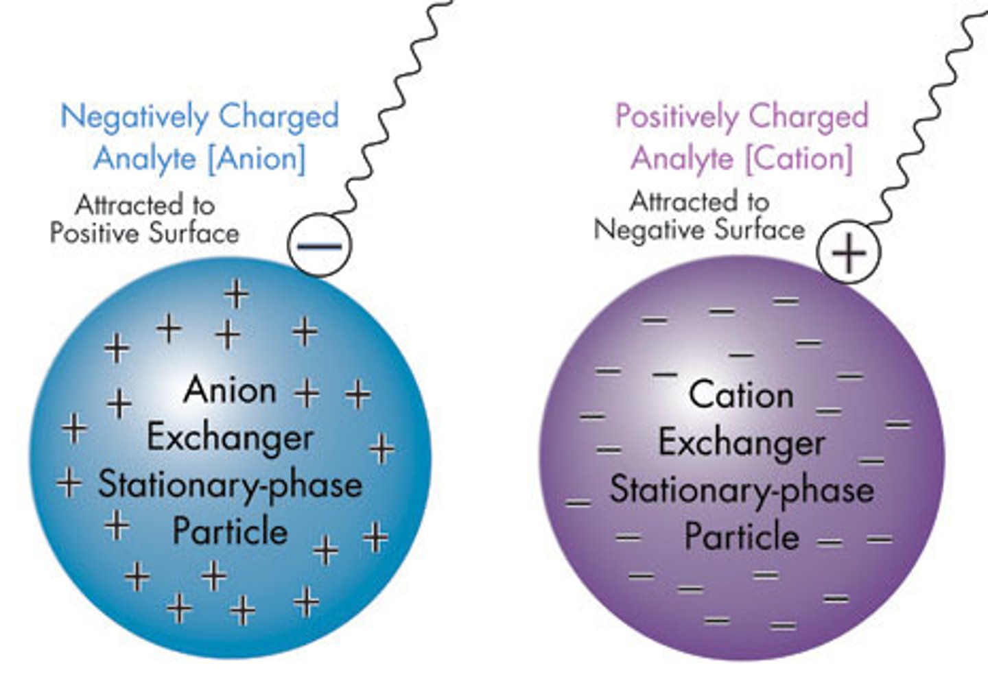 <p>In CATION-Exchange Chromatography, the Stationary Phase is negatively charged; Thus, CATIONS will be retained in the column.</p><p>In ANION-Exchange Chromatography, the Stationary Phase is positively charged. Thus, ANIONS will be retained in the column.</p>