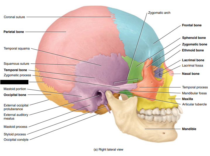 <p>State and identify what part of the cranial bone is being pointed out and censored. (hint: suture)</p>