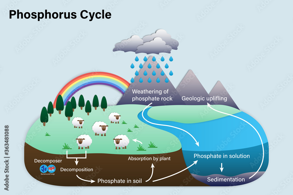 <p>An example of a biogeochemical cycle.</p><ul><li><p>Does not exist in a gaseous form.</p></li><li><p>Phosphorus is tied up in rock, sediment, and water. Plants take in phosphates that are dissolved in water. Phosphorus then moves through food chains.</p></li><li><p>Decomposition and excretion return phosphorus to the soil.</p></li></ul>