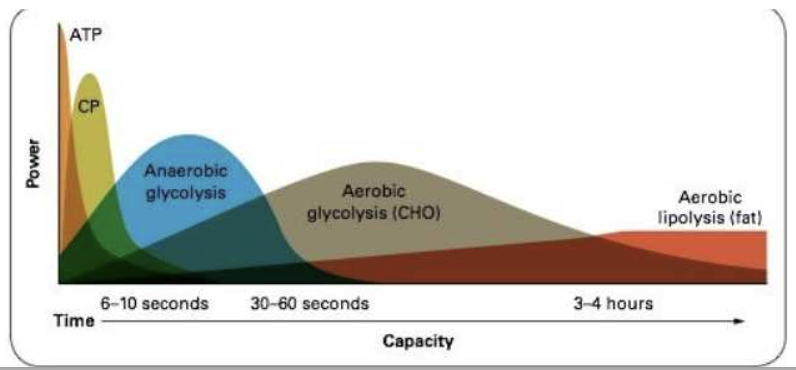 <ul><li><p>How our body uses different energy systems during exercise</p></li></ul><p></p>