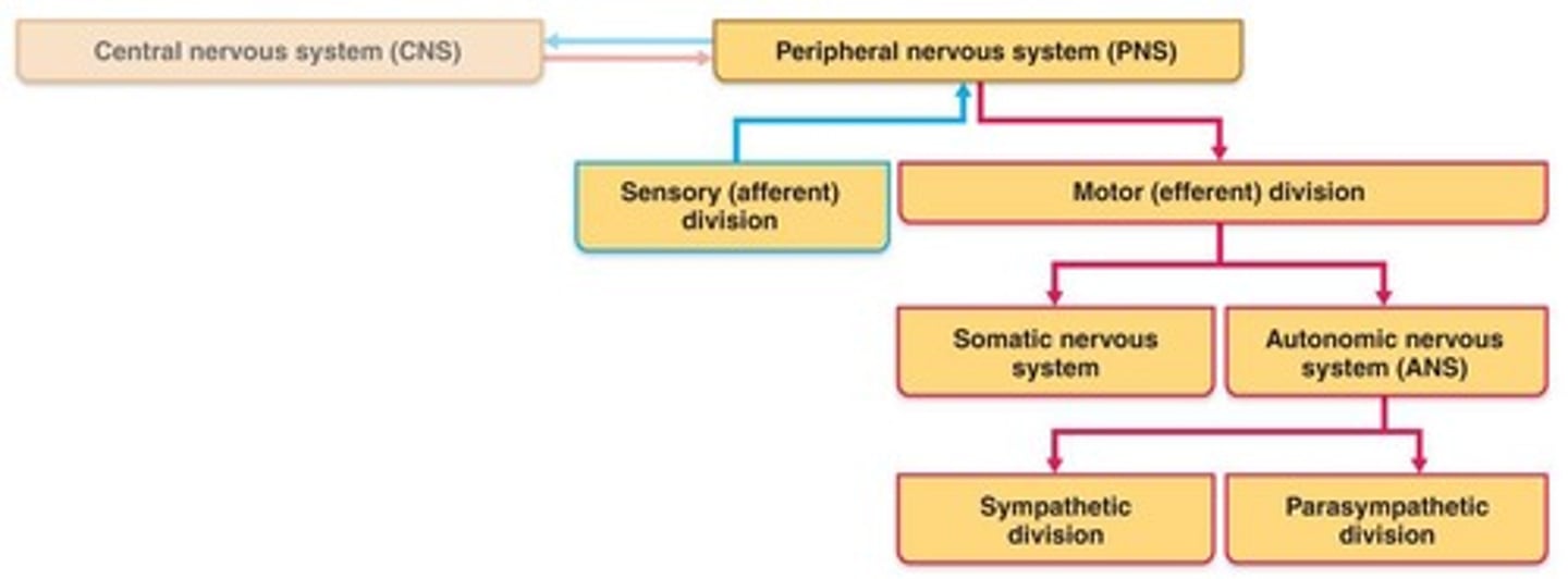 <p>1. Sensory Receptors and Sensation 2. Transmission Lines: Nerves and Their Structure and Repair 3. Motor Endings and Motor Activity 4. Reflex Activity</p>