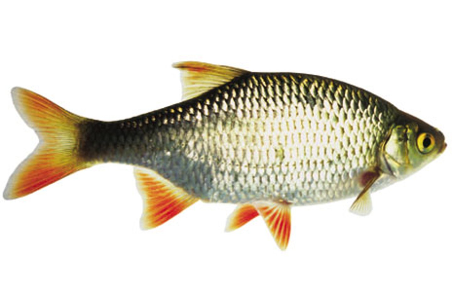 <p>fish (fem. noun)</p>