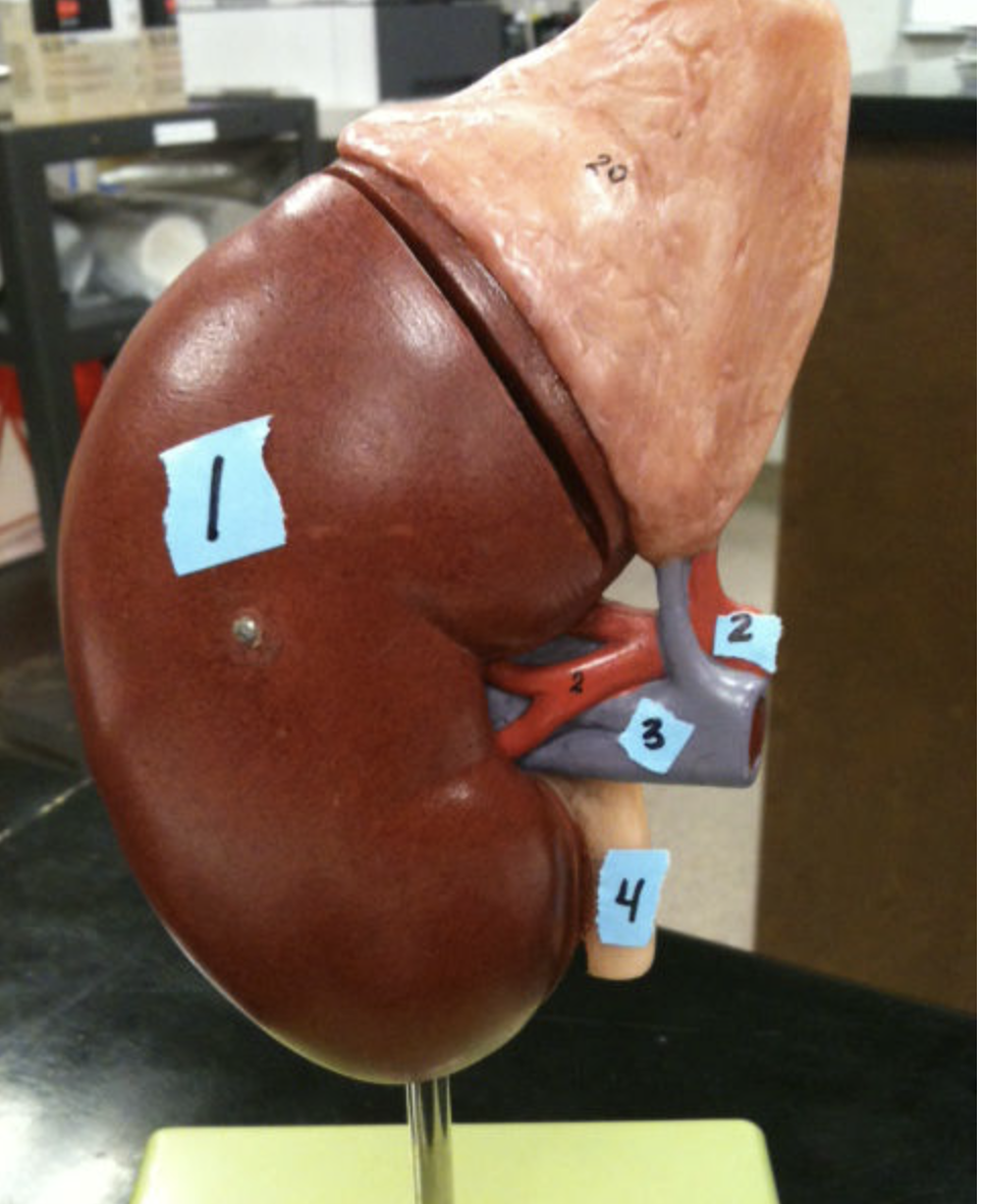 <p><strong>#4</strong></p>