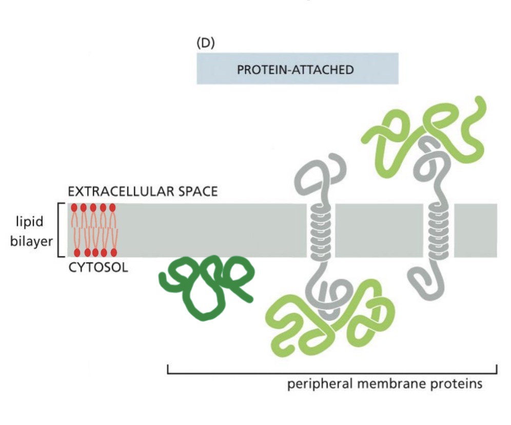 <p>Not inserted into membrane, on either face of membrane (non-covalent interactions)</p><ul><li><p>bound to other proteins</p></li><li><p>bound to lipids</p></li></ul><p>Gentle extraction methods used, lipid bilayer intact</p><p></p>