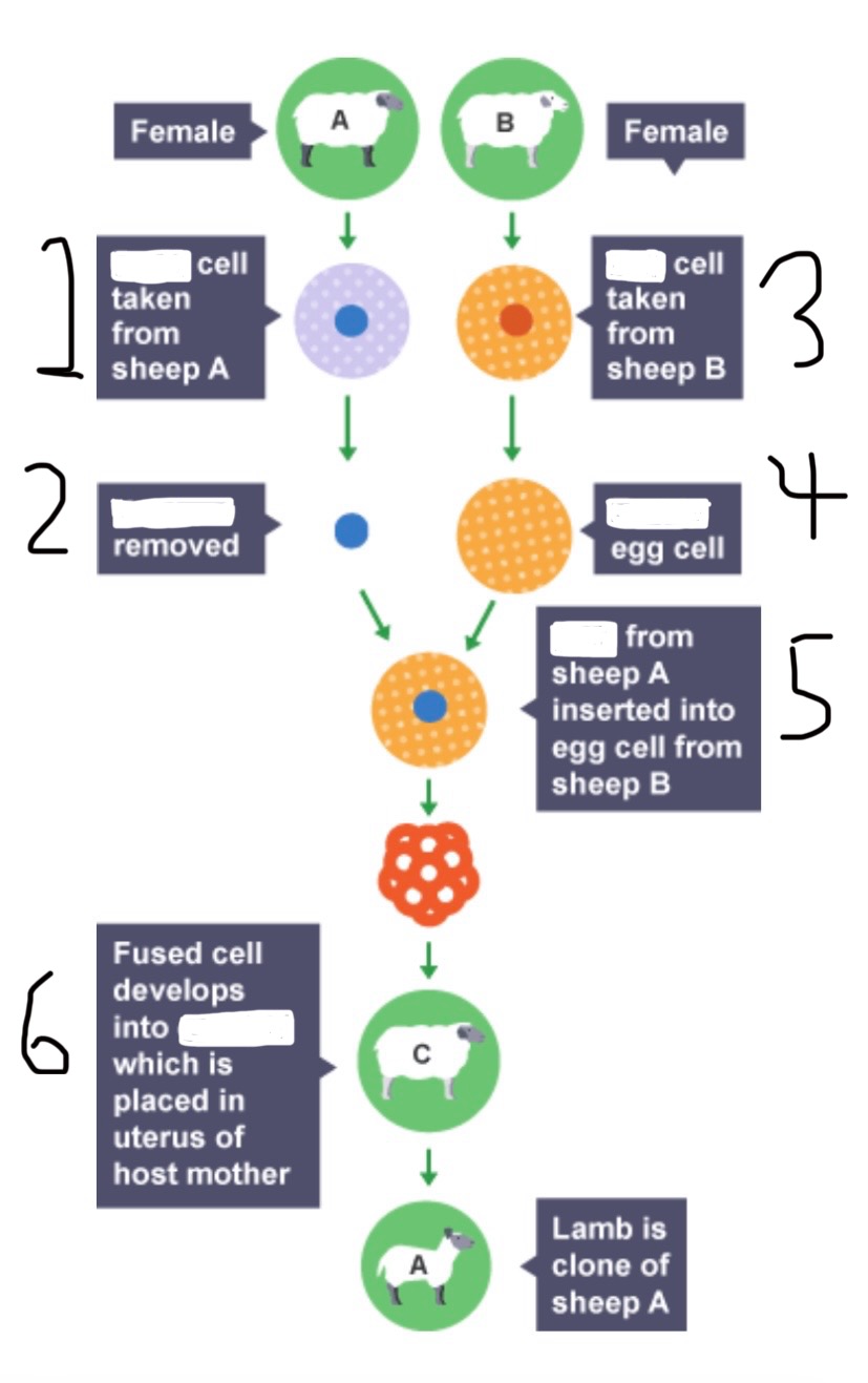 <p>This diagram shows adult cell cloning; fill the gaps</p>