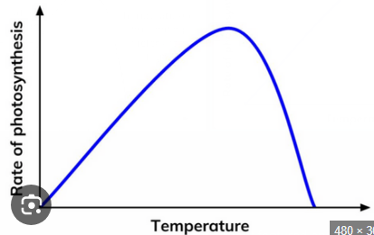 <ul><li><p>higher temp= more collisions= more ESCs made= higher rate</p></li><li><p>after optimum temp, enzymes denature= less products made</p></li></ul><p></p>