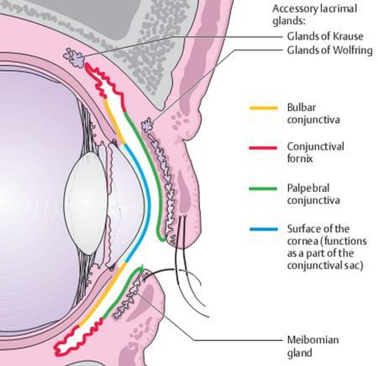 <p>-Membrane that lines the eyelids and eyeball</p><p>-Connects with the transparent cornea</p><p>-Secretes mucus to lubricate the eye and keep it moist</p>