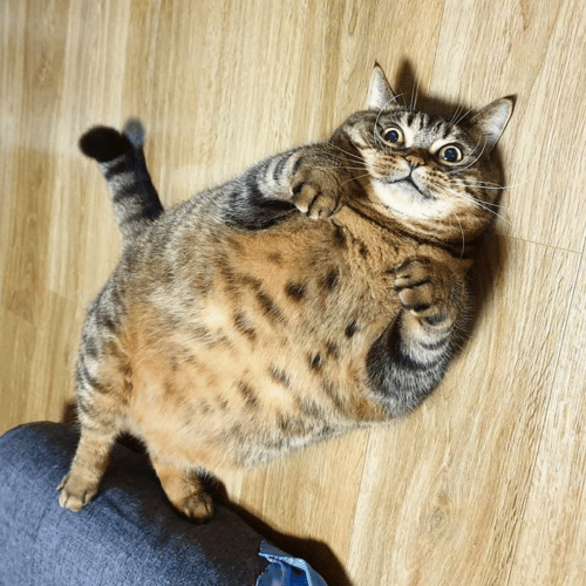 <p>In cats, a heart weight more than ________ grams is considered hypertrophied irrespective of the cats body weight.</p>