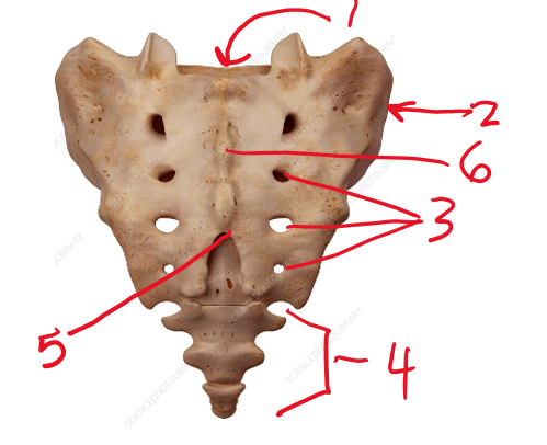 <p>Name structure 6</p>