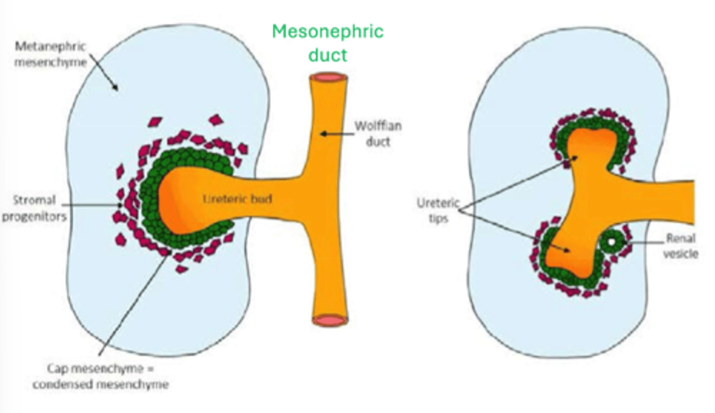 <p>renal vesicles (second pic)</p>