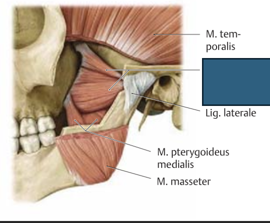 <p>m. pterygoideus lateralis → alalõug ette ja küljele</p>