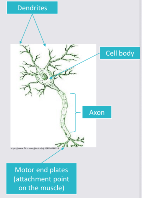 <p><strong>A cell within the nervous system that transmits impulses/signals to other nerve cells/muscle.</strong></p><ol><li><p><u>Dendrites</u> → acts as antenna to detect impulse from sensory receptors and then deliver it to the cell body.</p></li><li><p><u>Cell body</u> → contains nucleus which detects neuron’s activities and sends message to the axon.</p></li><li><p><u>Axon</u> → transmits message away from the cell body to the muscle.</p></li></ol><p>Motor neurons attach to muscles at motor end plates.</p>