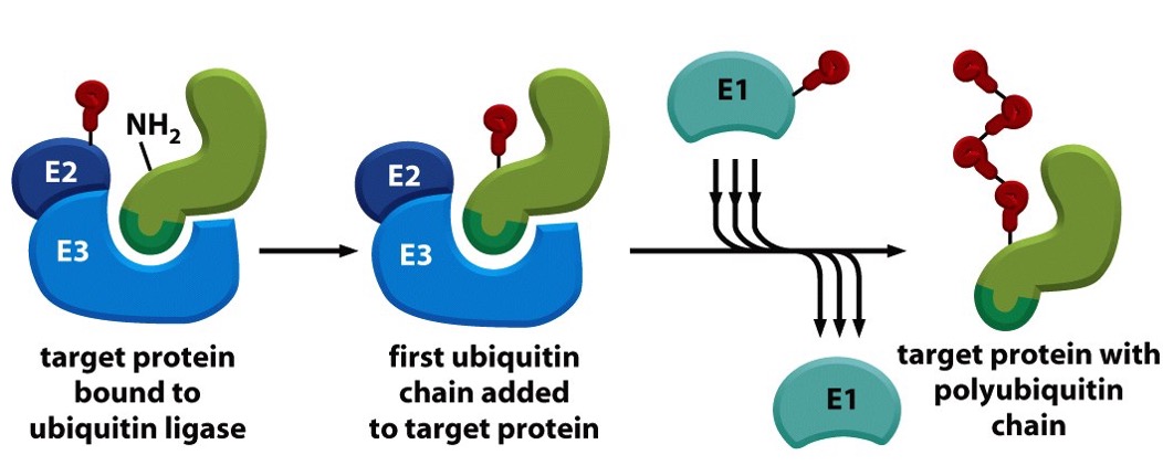 <ol><li><p><strong>Activation (E1 - Ubiquitin-activating enzyme)</strong></p><ul><li><p>Ubiquitin is activated in an ATP-dependent manner and forms a thioester bond with E1.</p></li></ul></li><li><p><strong>Conjugation (E2 - Ubiquitin-conjugating enzyme)</strong></p><ul><li><p>The activated ubiquitin is transferred to the E2 enzyme.</p></li></ul></li><li><p><strong>Ligation (E3 - Ubiquitin ligase)</strong></p><ul><li><p>E3 transfers ubiquitin from E2 to a specific lysine residue on the target protein, determining substrate specificity.</p></li></ul></li></ol><p></p>