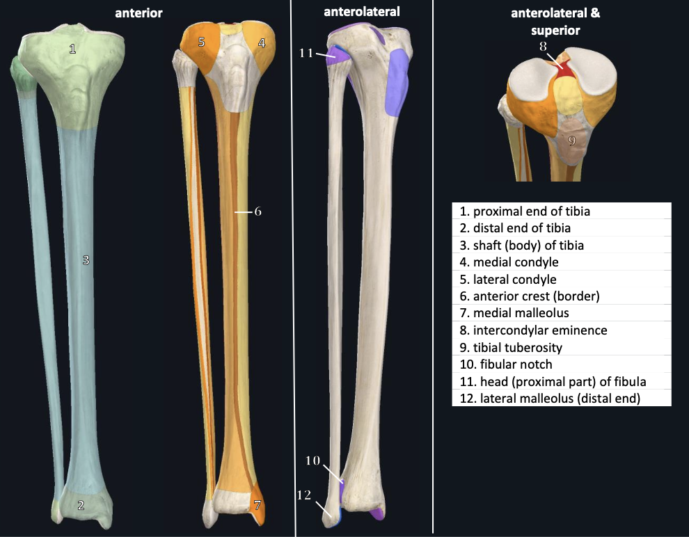 <p>lateral malleolus (distal end)</p>