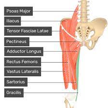 Origin: pubis 

Insertion: upper medial surface of tibia

Action: adducts and flexes thigh, flexes leg