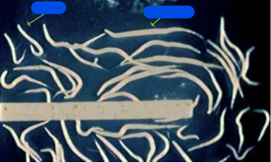 <ol><li><p>SN</p></li><li><p>PS</p></li><li><p>DH</p></li></ol><p></p>