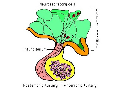 <p>the infundibulum </p>