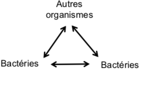 <p><span style="font-family: ArialMT">- Les bactéries sont responsables du fonctionnement de </span><strong><span style="font-family: Arial">TOUS </span></strong><span style="font-family: ArialMT">les écosystèmes</span></p><p><span style="font-family: ArialMT">- Chaque biotope possède sa propre flore bactérienne qui diffère qualitativement, quantitativement et dans ses interactions</span></p><p><span style="font-family: ArialMT">- Types d’interactions :</span></p><ul><li><p><span style="font-family: ArialMT">Neutralisme → aucune interaction</span></p></li><li><p><span style="font-family: ArialMT">Commensalisme → avantage sans dommage pour l’autre</span></p></li><li><p><span style="font-family: ArialMT">Synergie → effets favorables qui se conjuguent</span></p></li><li><p><span style="font-family: ArialMT">Antagonisme → substance active à effet négatif sur l’autre</span></p></li><li><p><span style="font-family: ArialMT">Symbiose → profit mutuel</span></p></li></ul>