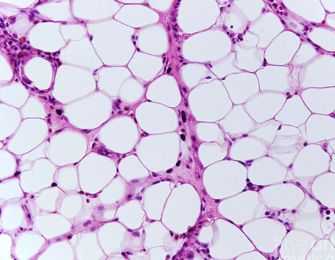 <ul><li><p>found under your skin, between organs, and the inner cavities of bones</p></li><li><p>used to provide long term energy storage, and to act as a cushioin</p></li><li><p>triglycerides make up this cell </p></li></ul><p></p>