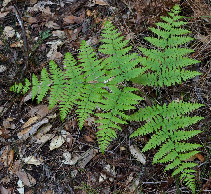 <p>Bracken fern</p>