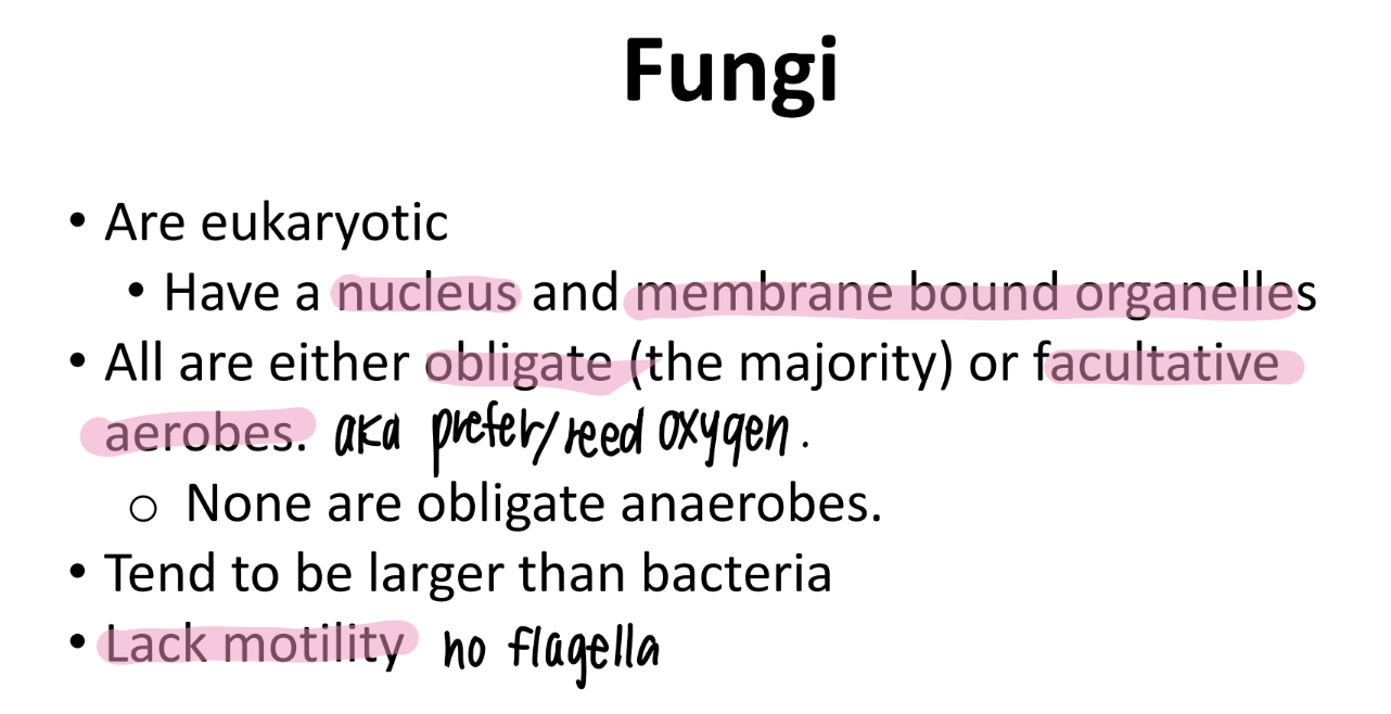 <p>eukary </p><p>majority OBLIGATE aerobes, some facultative aerobes (aka WANT o2) </p><p>LARGER than bacteria </p><p>NON-motile bc no flagella. </p>