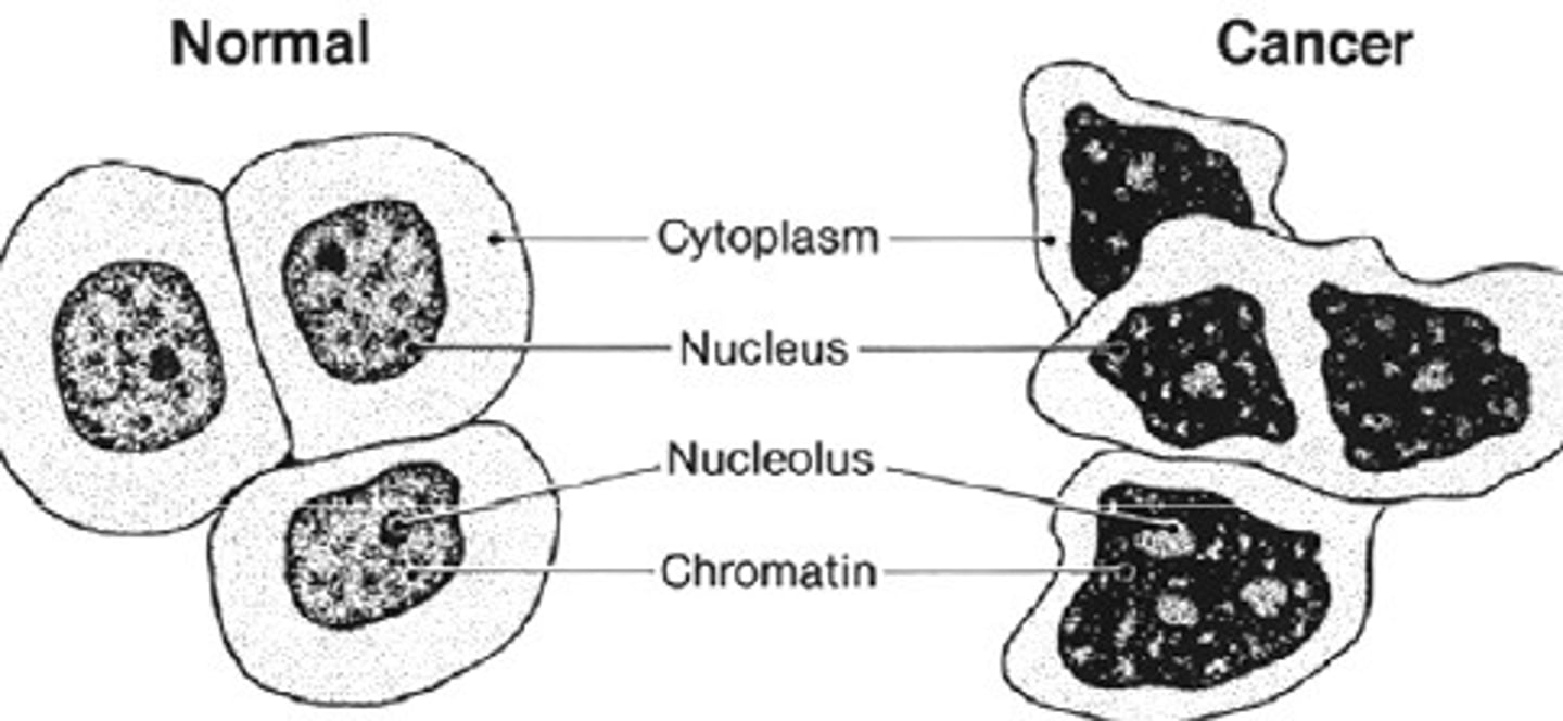 <p>Cancer cells differ from normal cells in that cancer cells may continue to divide even when tightly packed.</p>